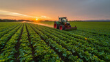 Autonomous Agricultural Robot Working in a Crop Field at Sunset.