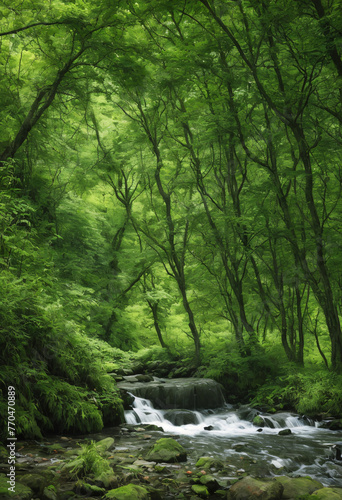 stream in the forest