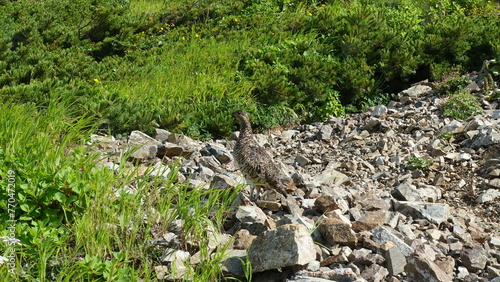 Hide and Seek in the Rocky Terrain