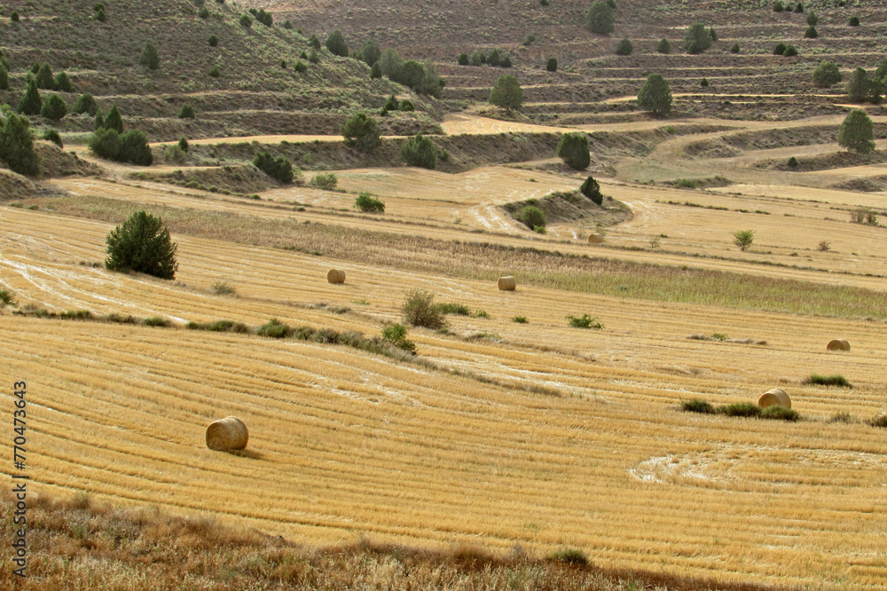 Harvested wheat meadow with round bales in the surroundings of Teruel, during a sunny summer afternoon.    