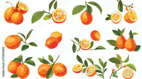 Fototapeta Naklejka Na Ścianę i Meble -  Vector of kumquat and citrus icon