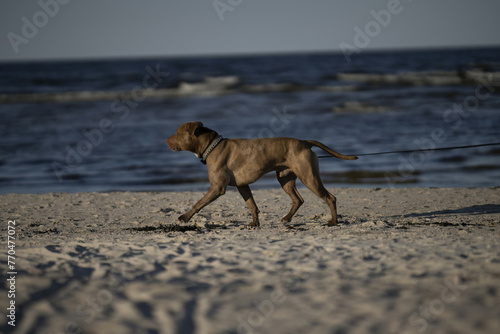 Riga, Latvia - September 09 2023: a dog walking on the beach with a leash in its mouth. © Oleg