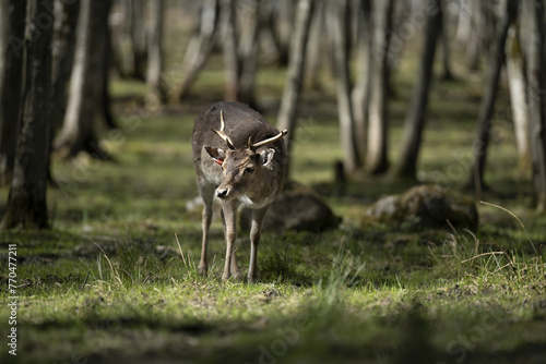 Riga, Latvia - September 09 2023: a deer standing in the middle of a forest filled with trees. © Oleg