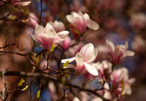Kwitnące Magnolie w Cieszynie. © mycatherina