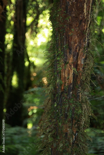 Tree trunk in New Zealand forest - overgrown with greenery