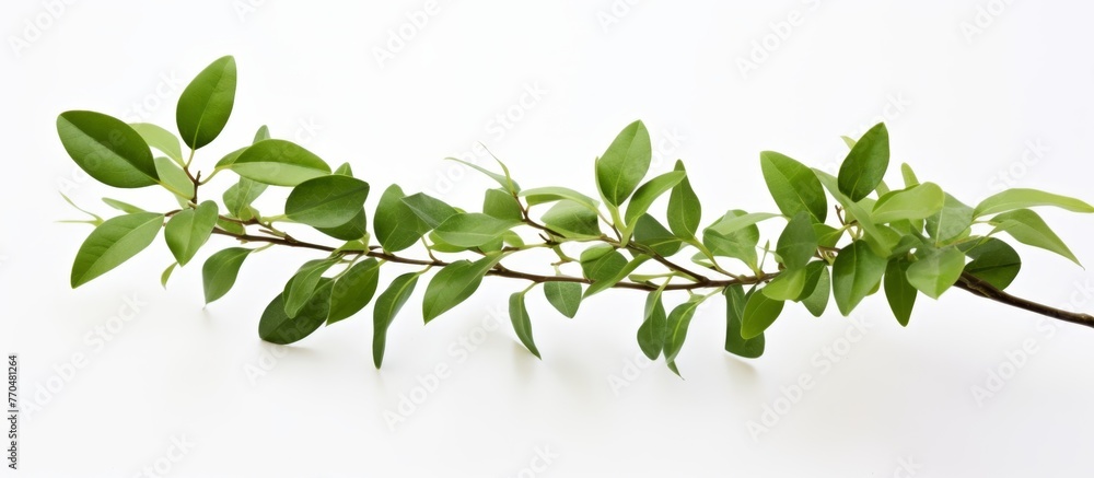 A closeup shot of a green leafy branch against a white background, showcasing the beauty of a terrestrial plant in detail