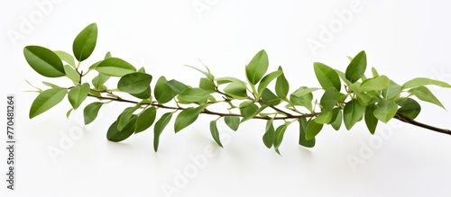 A closeup shot of a green leafy branch against a white background, showcasing the beauty of a terrestrial plant in detail