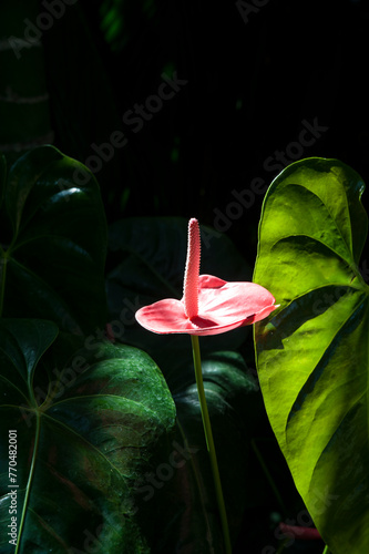 Exotic pink Anthurium or lace leaf with luxurious green leaves growing in a tropical garden, tropical plant with lush waxy leaves and beautiful flowers make for favorite houseplants or outdoor plants © Ana