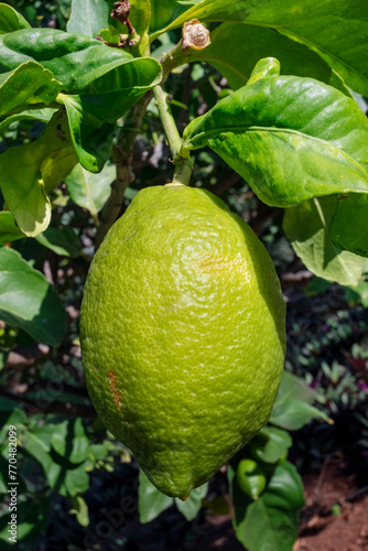 Lemon tree showing mature large green fruit with waxy peel and fresh green leaves, fresh citrus with multiple uses both culinary and non-culinary and health benefits offered by their nutritional value