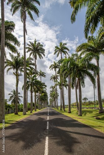 The famous Pallem allee l’Allée Dumanoir. Landscape shot from the middle of the street into the avenue. Taken on a changeable day.Grand Terre, Guadeloupe, Caribbean © Jan