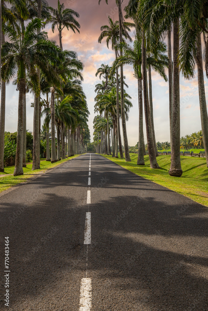 The famous palm tree avenue l’Allée Dumanoir. Landscape shot from the middle of the street into the avenue. Taken at a fantastic sunset. Grand Terre, Guadeloupe, Caribbean