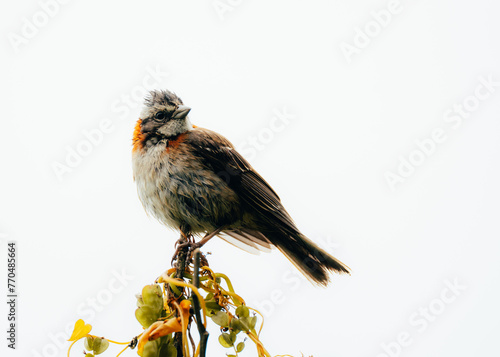 Adorable rufous-collared sparrow bird isolated on a white background photo