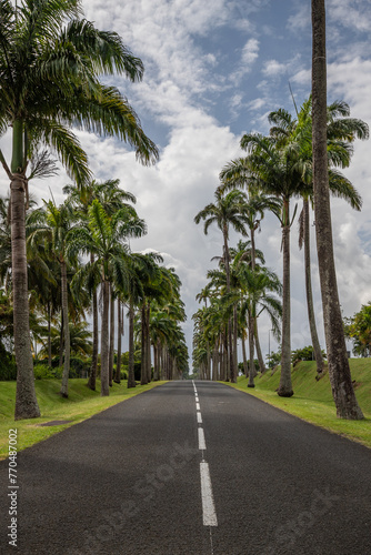 The famous Pallem allee l   All  e Dumanoir. Landscape shot from the middle of the street into the avenue. Taken on a changeable day.Grand Terre  Guadeloupe  Caribbean