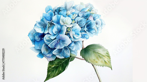 Watercolor painting of blue hydrangea isolated on white background