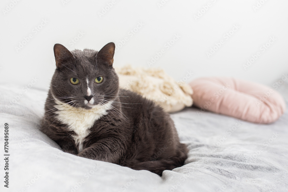  Grey cat sleeping on bed in bedroom.  