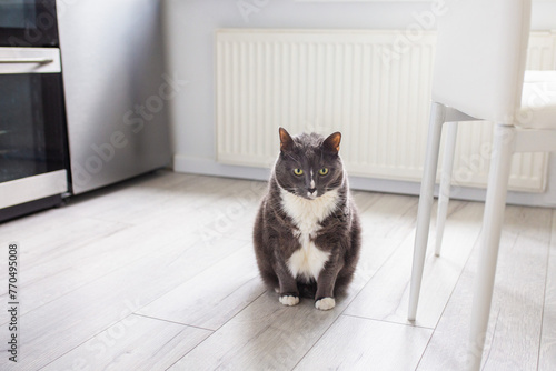 Grey pet cat sitting on light wooden floor. 