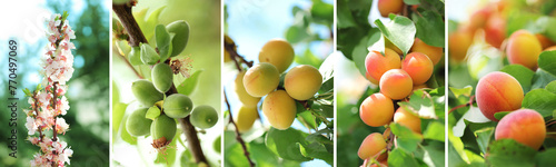 Set of apricot growth stages. Visual set of all apricot stages from flower to ripe apricot.