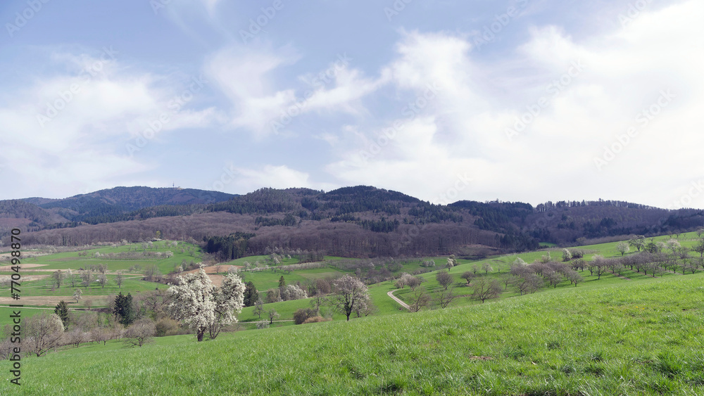 Amazing view of Margraves'Land. Eggener valley with the cherry blossom path between Kandern, Sitzenkirch and Obereggenen at the foot of the Blauen in the Black Forest (Germany)
