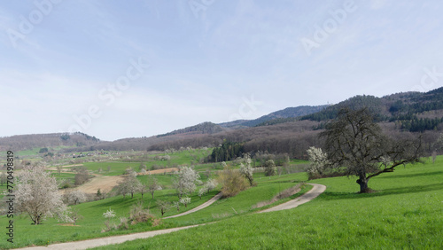 Amazing view of Margraves'Land. Eggener valley with the cherry blossom path between Kandern, Sitzenkirch and Obereggenen at the foot of the Blauen in the Black Forest (Germany) photo