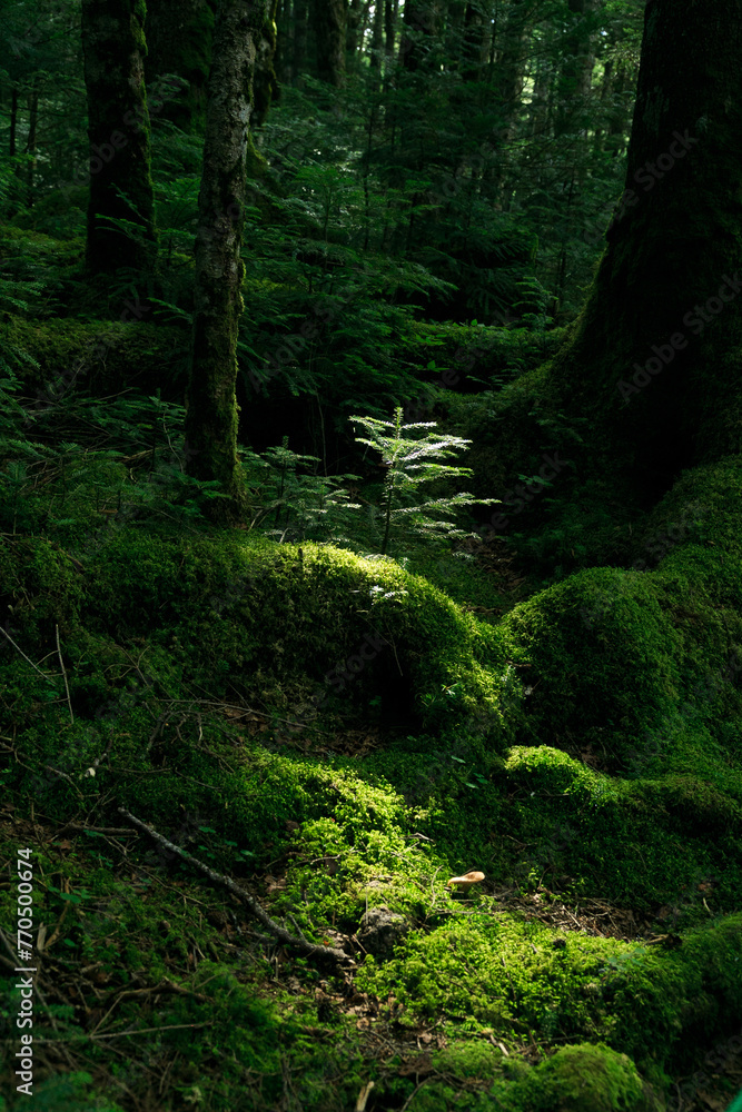 長野県　白駒の池・苔の森