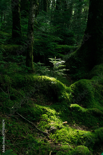 長野県 白駒の池・苔の森 © nukopic