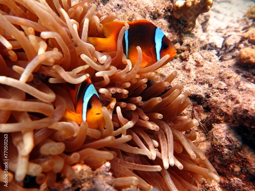 Clown fish from the red sea