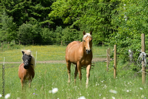 Freiheit. Schönes Pferd läuft frei über eine sommerliche Wiese photo