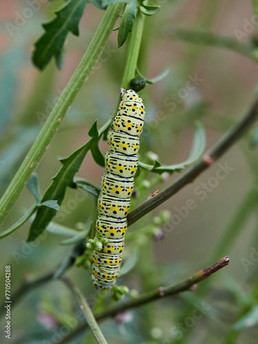 Very pretty hairless caterpillar with white, black and yellow colors. It perches on a plant stem in a natural environment. It is a caterpillar of a moth. Genus Cucullia. Noctuidae family. © Macronatura.es