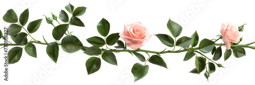 floral background with white and pink roses, buds and leaves. Border design isolated on white background 
