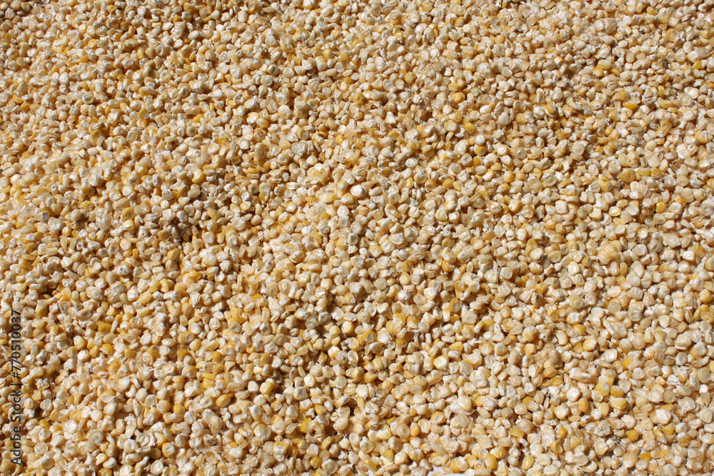 corn kernels laid out to dry corn kernels laid out to dry