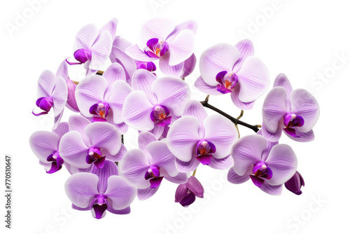 A Bunch of Purple Orchids on a White Background. On a White or Clear Surface PNG Transparent Background.