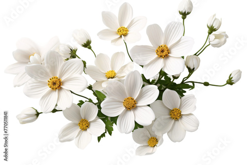 Cluster of White Flowers on White Background. On a White or Clear Surface PNG Transparent Background.