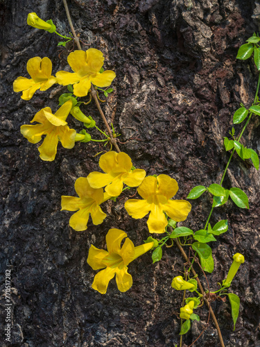 Closeup view of fresh yellow flowers of dolichandra unguis-cati aka cat's claw creeper, funnel creeper or cat's claw trumpet growing on tree trunk in bright sunlight photo