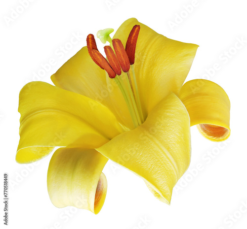 Yellow flower  lily  on isolated background with clipping path.  Closeup. For design. Nature.