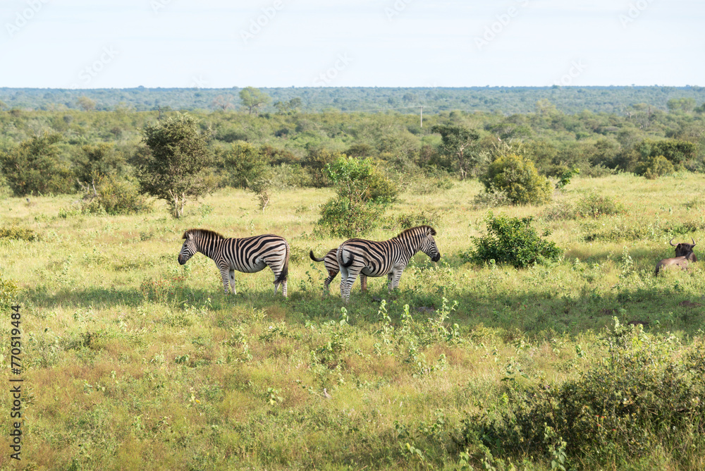 zebras in the kruger national reserve zebras in the kruger national reserve