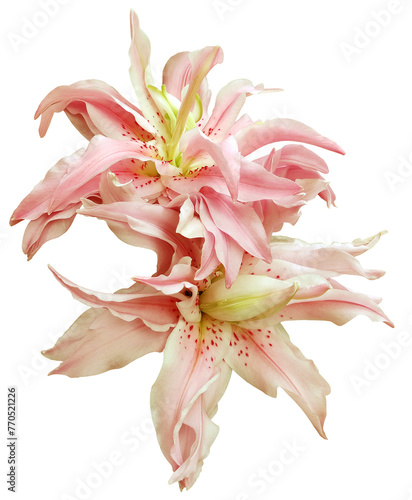 Lily flower on isolated background. Closeup. For design. Transparent background. Nature.