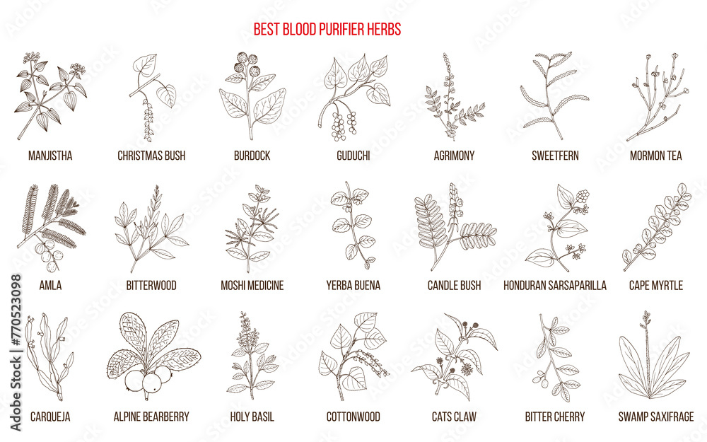 Best natural blood purifiers. Hand drawn collection of medicinal plants and herbs