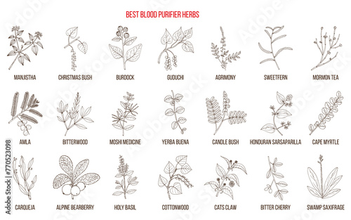 Best natural blood purifiers. Hand drawn collection of medicinal plants and herbs