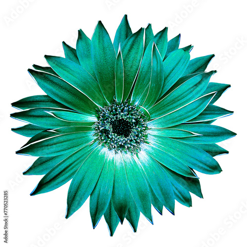 Turquoise   gerbera  flower  on   isolated background. Closeup. For design.  Transparent background.   Nature.