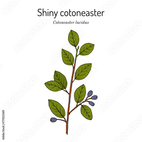 Shiny or hedge cotoneaster (Cotoneaster lucidus), honey and ornamental plant. Hand drawn botanical vector illustration