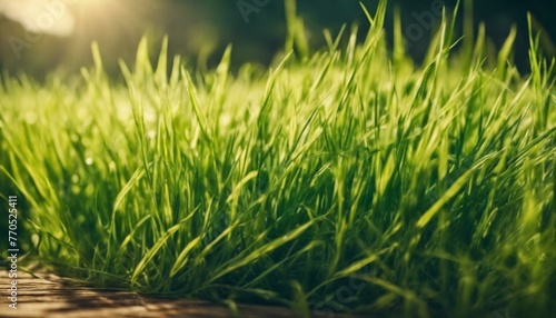 A lush green grass field bathed in warm sunlight, with a textured wooden foreground.