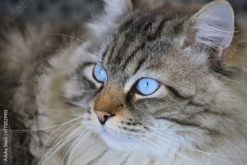 Fluffy siberian cat with blue eyes, background. Neva masquerade.