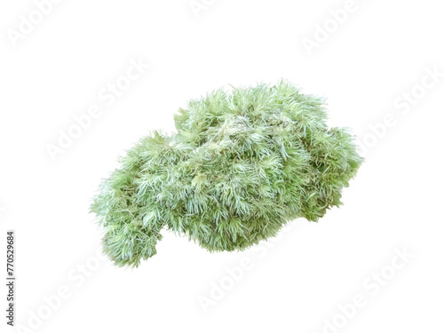 Leucobryum glaucum or pincushion moss clump isolated transparent png. photo
