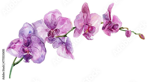 purple orchid flowers watercolor illustration isolated on white background