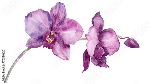 purple orchid flowers watercolor illustration isolated on white background, botanical painting