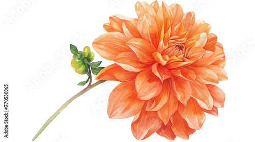 Beautiful orange dahlia flower isolated on white background