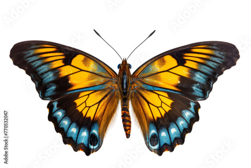 Yellow and Blue Butterfly on White Background. On a White or Clear Surface PNG Transparent Background.