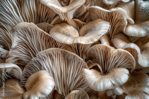 A forest of oyster mushrooms presents an intricate dance of shapes.