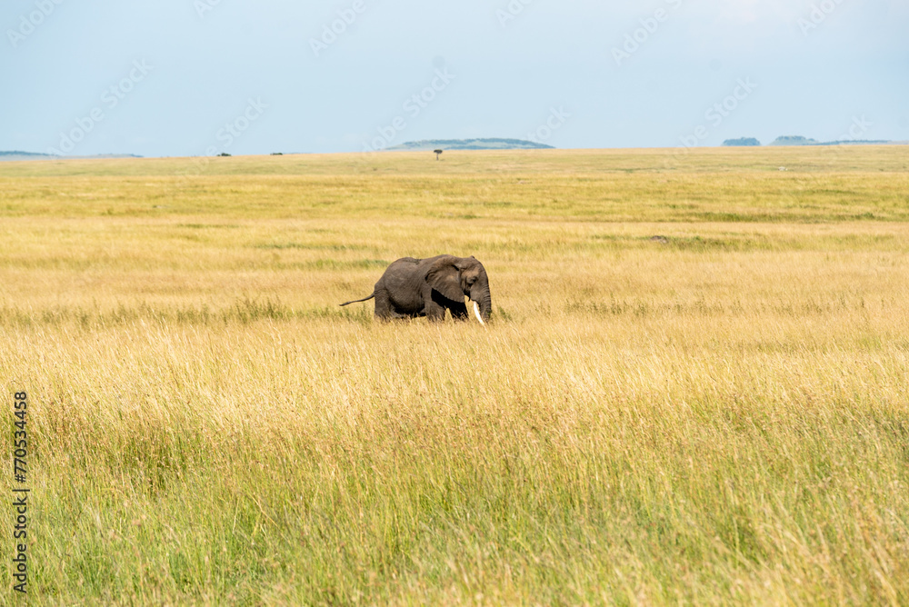 Elephants walinkg on the high grass of the kenyan savanna Elephants walinkg on the high grass of the kenyan savanna