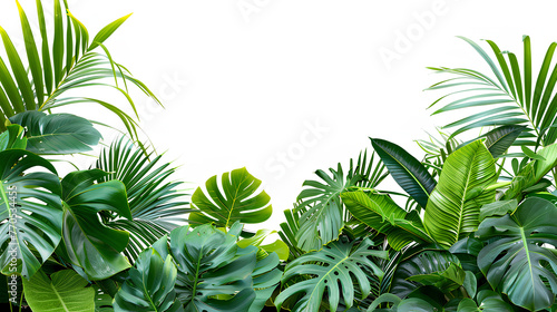 Green leaves of tropical plants bush  Monstera  palm  rubber plant  pine  bird s nest fern . Transparent  cutout  or clipping path